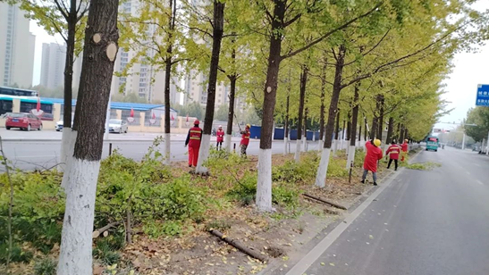 【潜江fun88置业集团】抢抓时节 精心养护 打造最美“银杏大道”