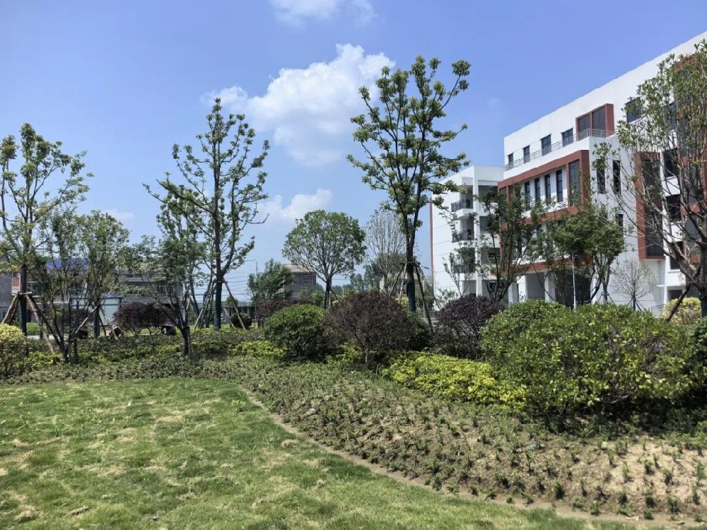 匠心筑绿！江汉艺术职院东校区（二期）绿化工程焕新校园风貌